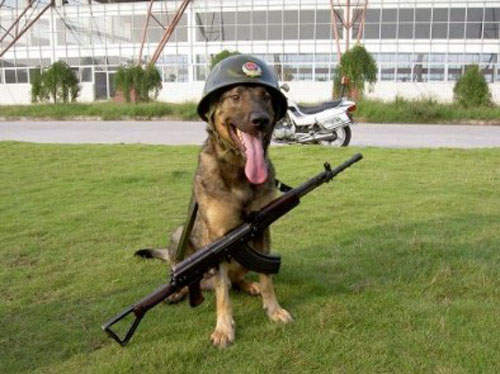 高級警犬