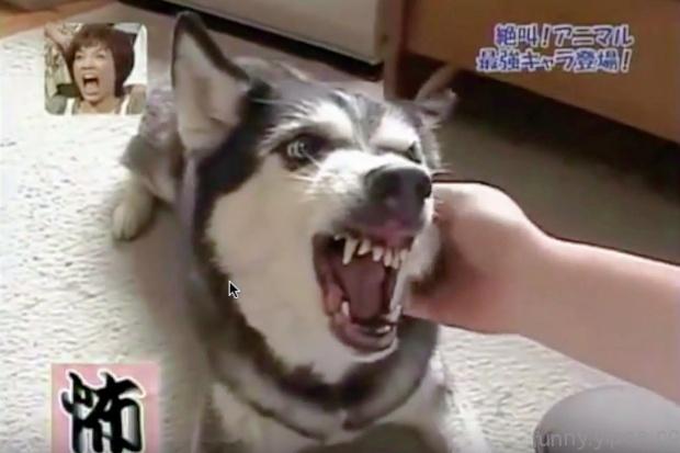 日本爆紅～表情可怕卻超爆笑的超反差萌狗狗影片